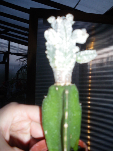 IMGP0918 - cactusi