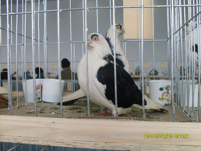 SDC12008 - Porumbeii mei in expo nationala galati