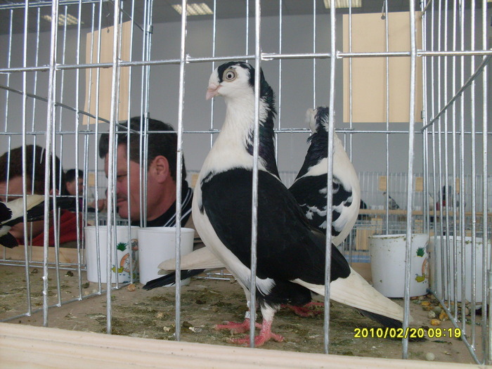 femela campioana - Porumbeii mei in expo nationala galati