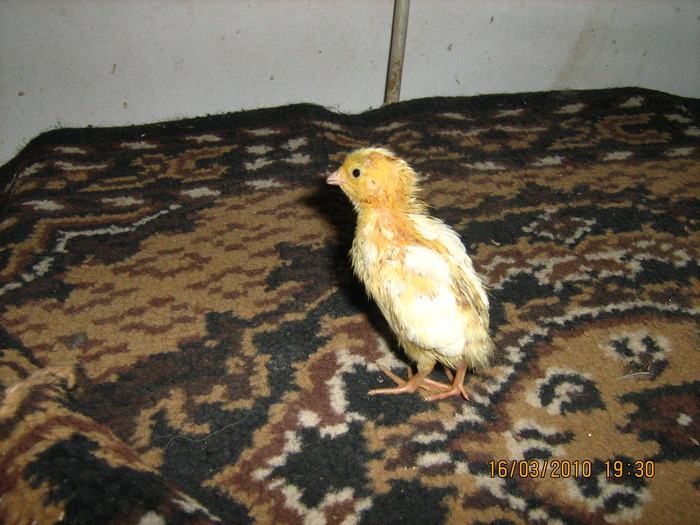 Din 100 bucati doar unul alb