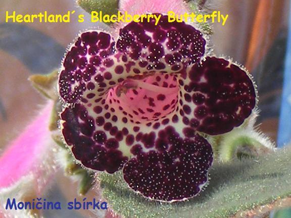 HEARTLANDs blackberry butterfly - kohlerii interesante