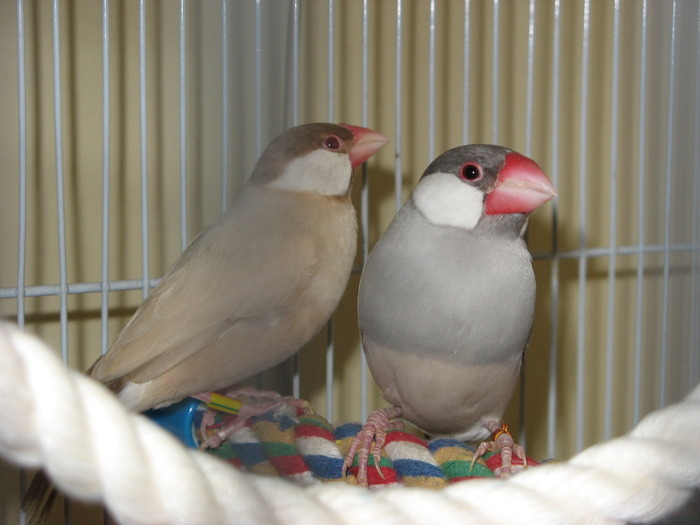 IMG_0079 - 1_5 Orezari - Java finch - Java sparrow -Padda oryzivora - nu-i mai am