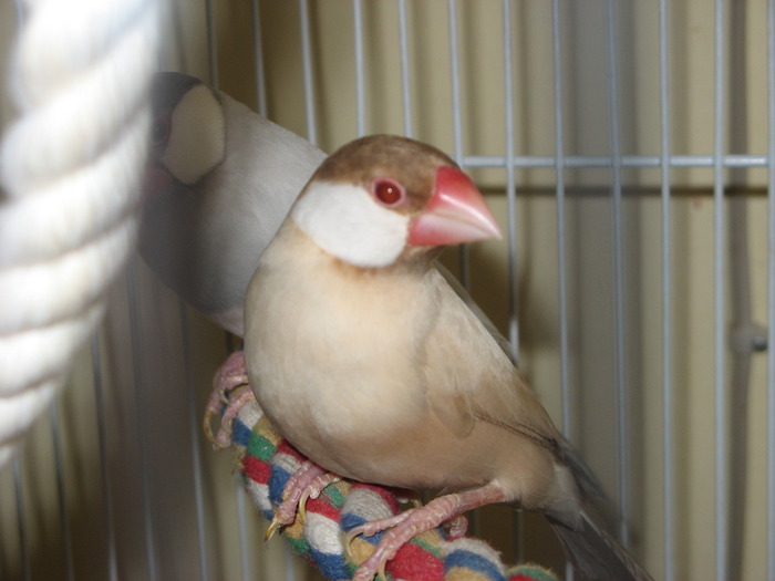 IMG_0082 - 1_5 Orezari - Java finch - Java sparrow -Padda oryzivora - nu-i mai am