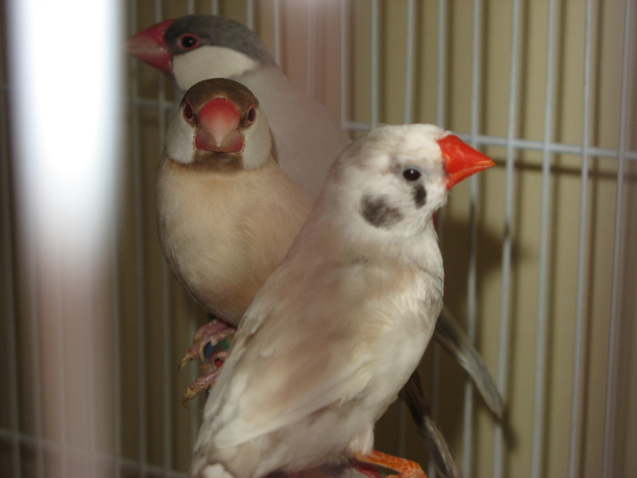 IMG_0083 - 1_5 Orezari - Java finch - Java sparrow -Padda oryzivora - nu-i mai am