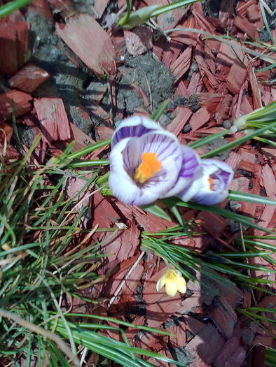 Imagine0279 - Lalele zambile branduse