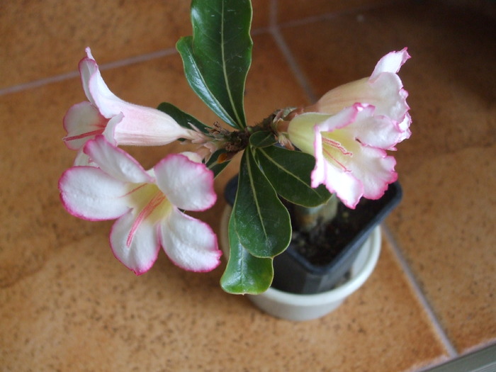 DSCF6882 - adenium