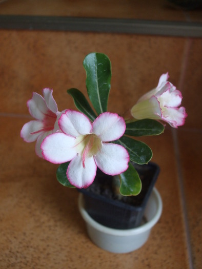 DSCF6883 - adenium