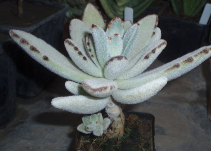Kalanchoe tomentosa