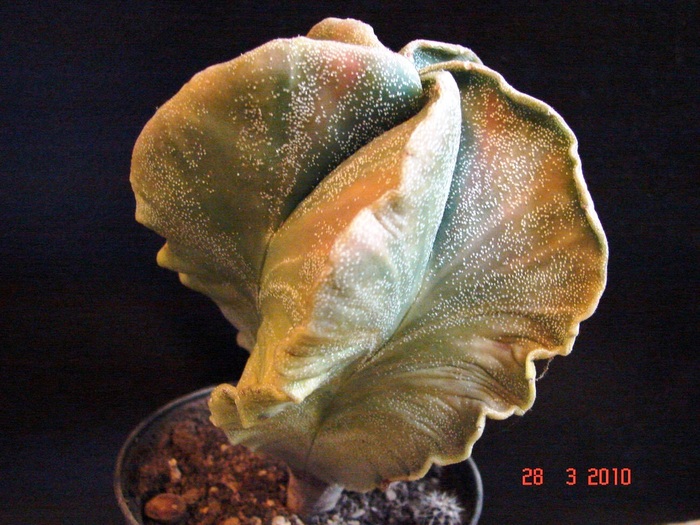 Astrophytum myriostigma v. columnare; forma variegata
