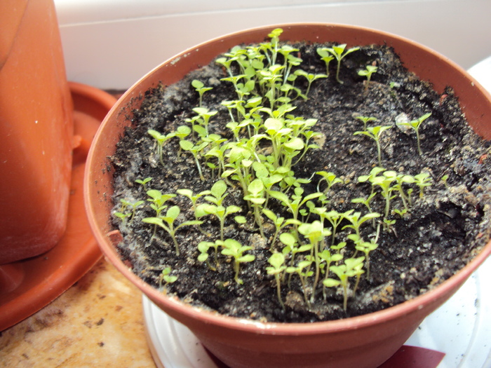 mimulus