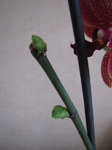 Orhidee - keiki 15 mart 2010 (1)