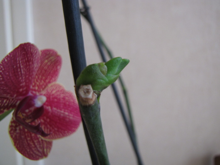 Orhidee - keiki 15 mart 2010 (2)