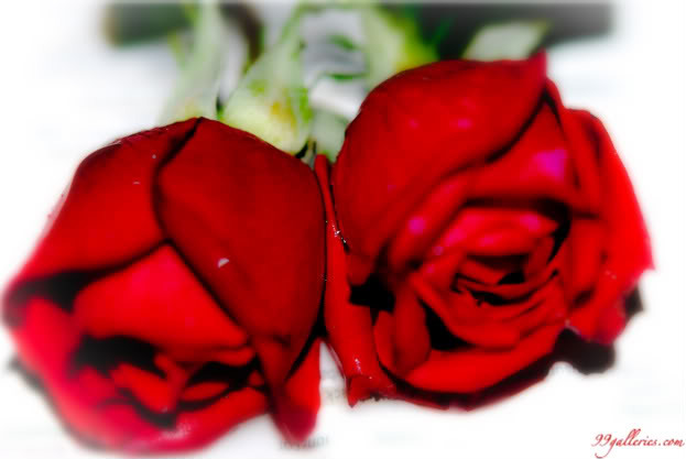 roses