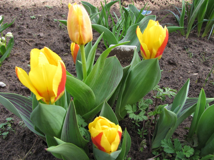 Lalele Stresa 27 mart 2010 (1)