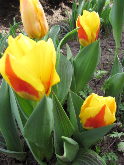 Lalele Stresa 27 mart 2010 (2)