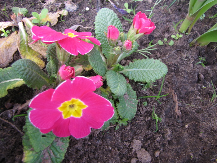 Primula 27 mart 2010 - plante diverse