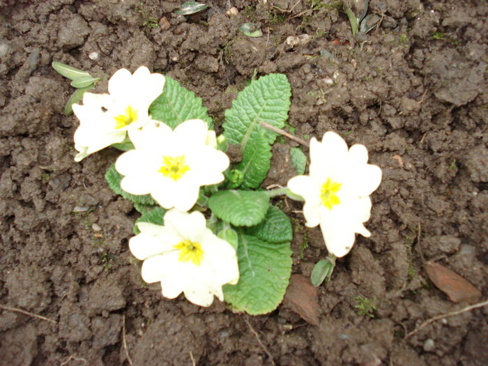 Primula