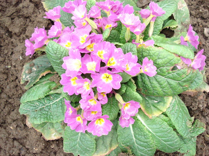 Primula
