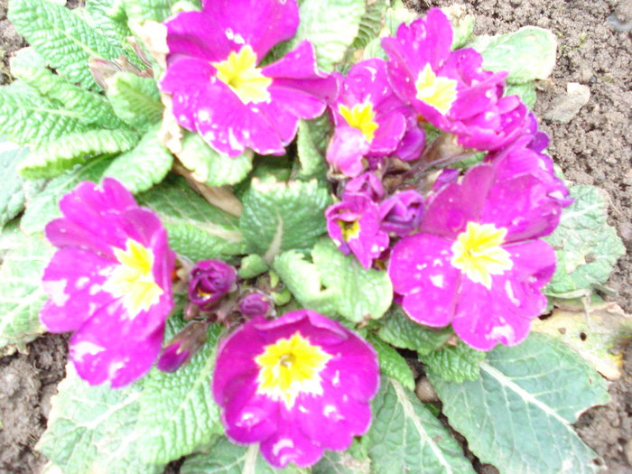 Primula
