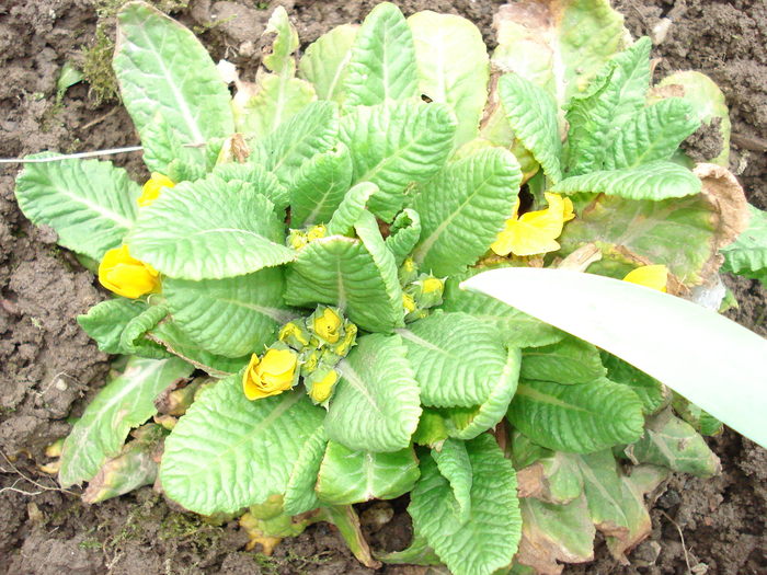 Primula