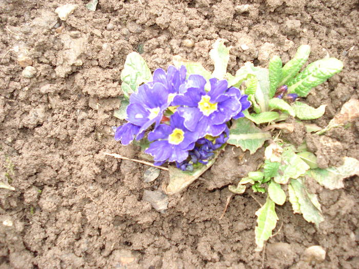 Primula