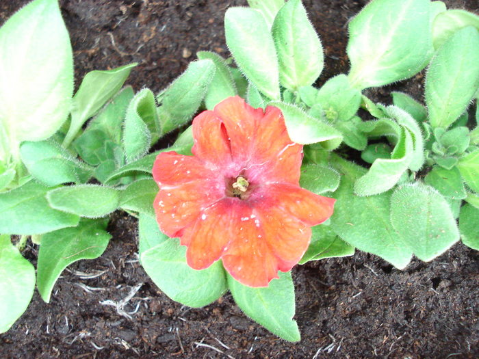 Petunia
