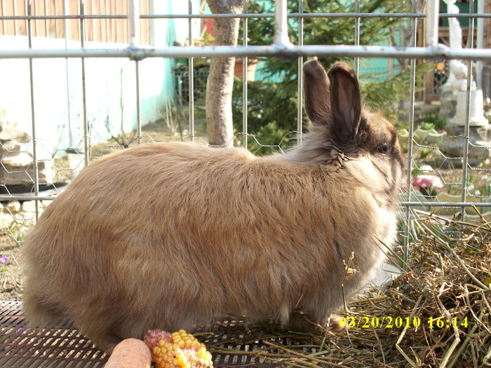 femela -vandut - Iepuri - ANGORA  PITIC -ARHIVA