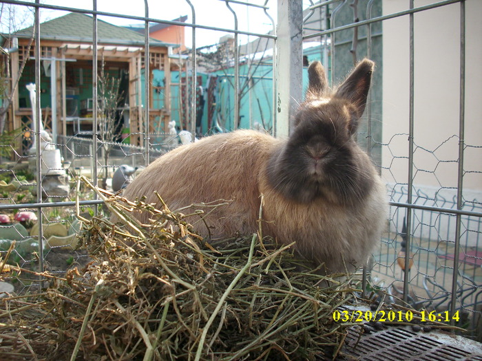 femela - vandut - Iepuri - ANGORA  PITIC -ARHIVA