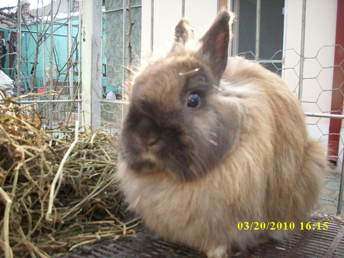 femela - vandut - Iepuri - ANGORA  PITIC -ARHIVA