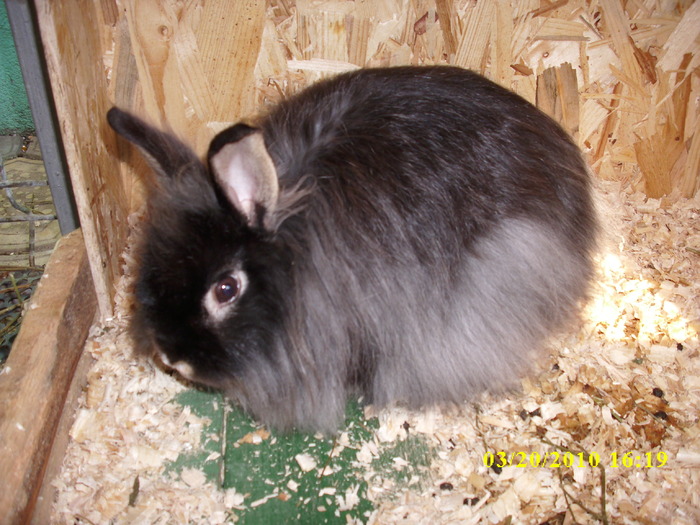 mascul - vandut - Iepuri - ANGORA  PITIC -ARHIVA