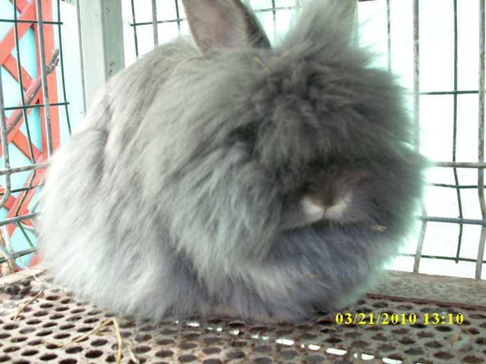 femela - vandut - Iepuri - ANGORA  PITIC -ARHIVA