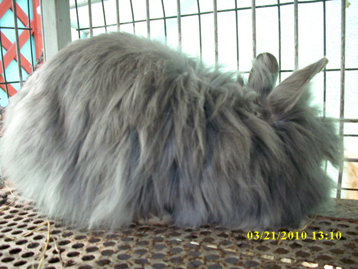 femela - vandut - Iepuri - ANGORA  PITIC -ARHIVA