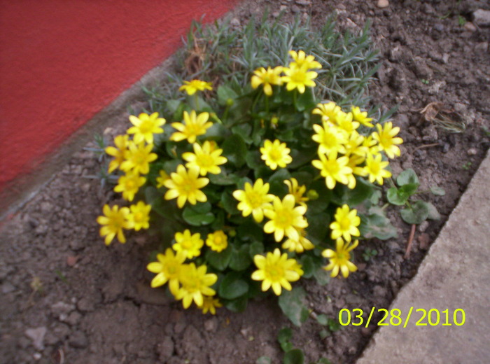 un buchet - flori de primavara 2010