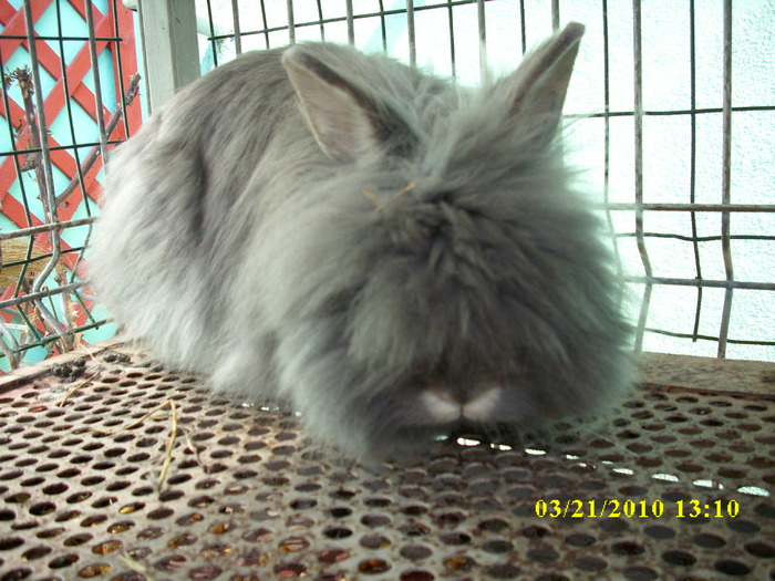 femela - vandut - Iepuri - ANGORA  PITIC -ARHIVA