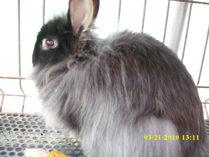 mascul - vandut - Iepuri - ANGORA  PITIC -ARHIVA