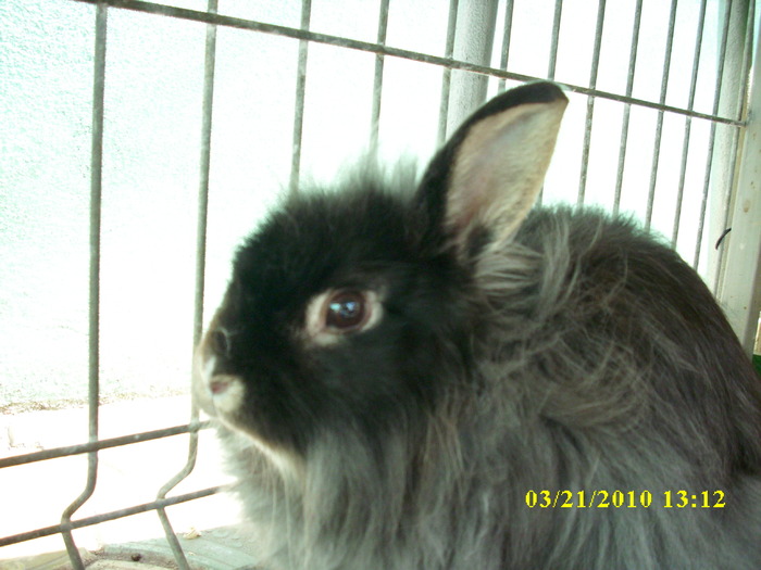 mascul - vandut - Iepuri - ANGORA  PITIC -ARHIVA