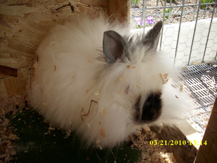 femela - vandut - Iepuri - ANGORA  PITIC -ARHIVA