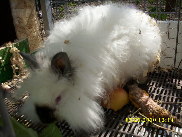 femela - vandut - Iepuri - ANGORA  PITIC -ARHIVA