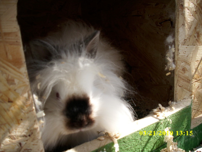 femela - vandut - Iepuri - ANGORA  PITIC -ARHIVA