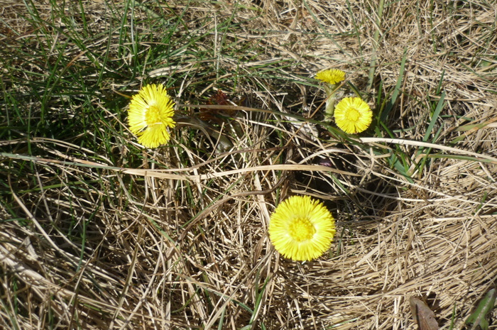 27.03.2010 podbal rasarit prin iarba - Toporasi