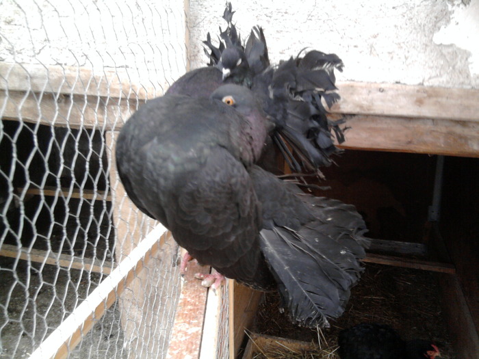 de vanzare 150 ron perechea; mai e o pereche de dat
