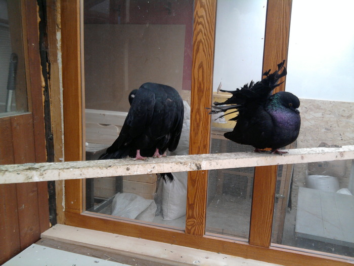 de vanzare 150 ron perechea