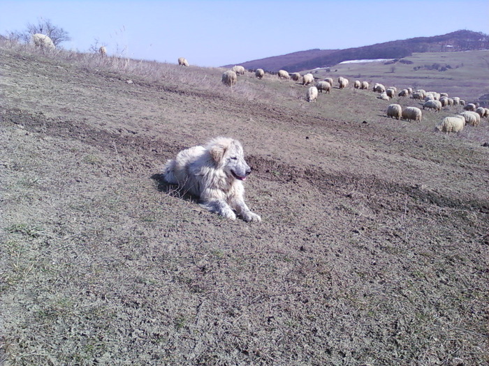 Fotografii-0346