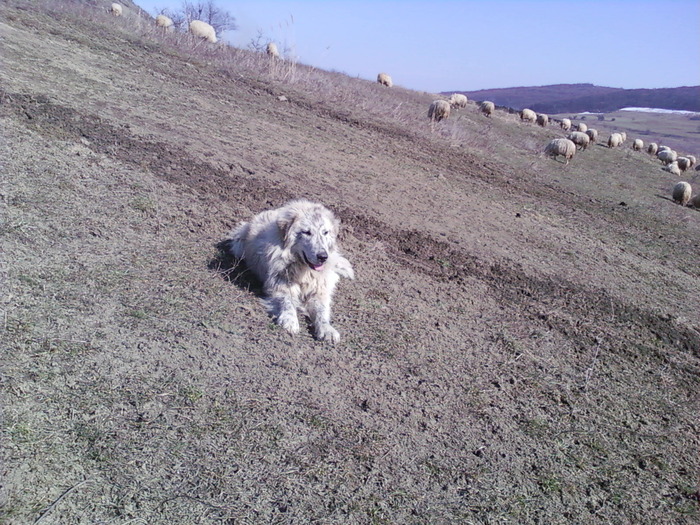 Fotografii-0347