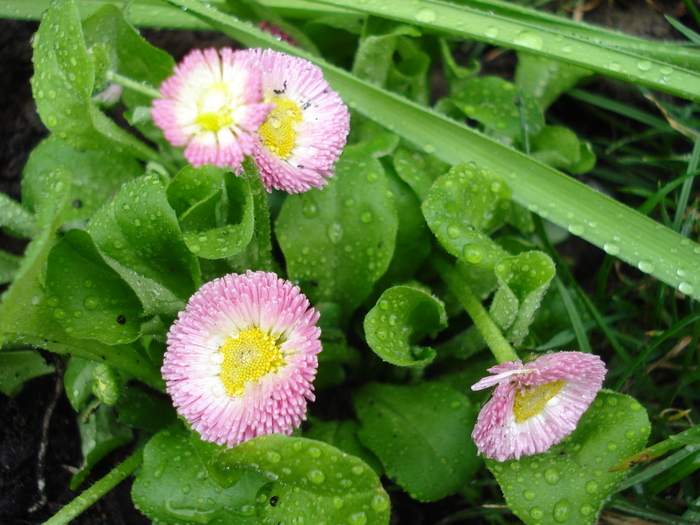 Bellis perennis (2010, March 27) - BELLIS Perennis