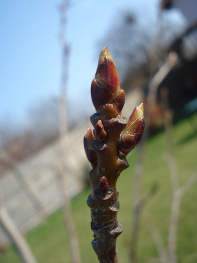 Liquidambar styraciflua (2010, Mar.25) - Liquidambar styraciflua