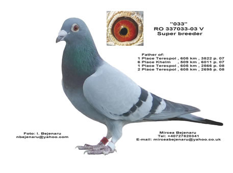 8  super breeder - porumbei campioni