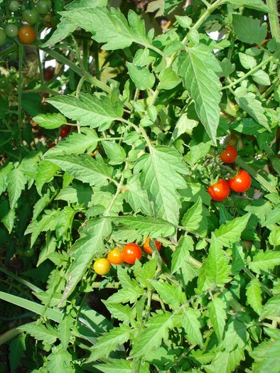 rosii cherry