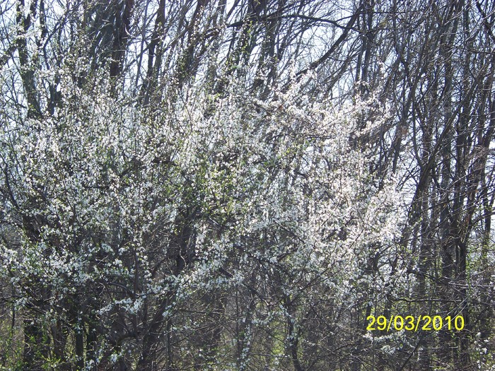 100_3440 - La padure 29 martie Timisoara