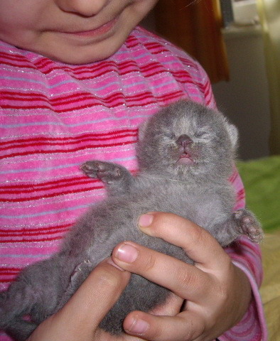 British Shorthair; 7 zile
